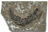 Devonian Lobed-Fin Fish (Osteolepis) Fossil - Scotland #319630-1